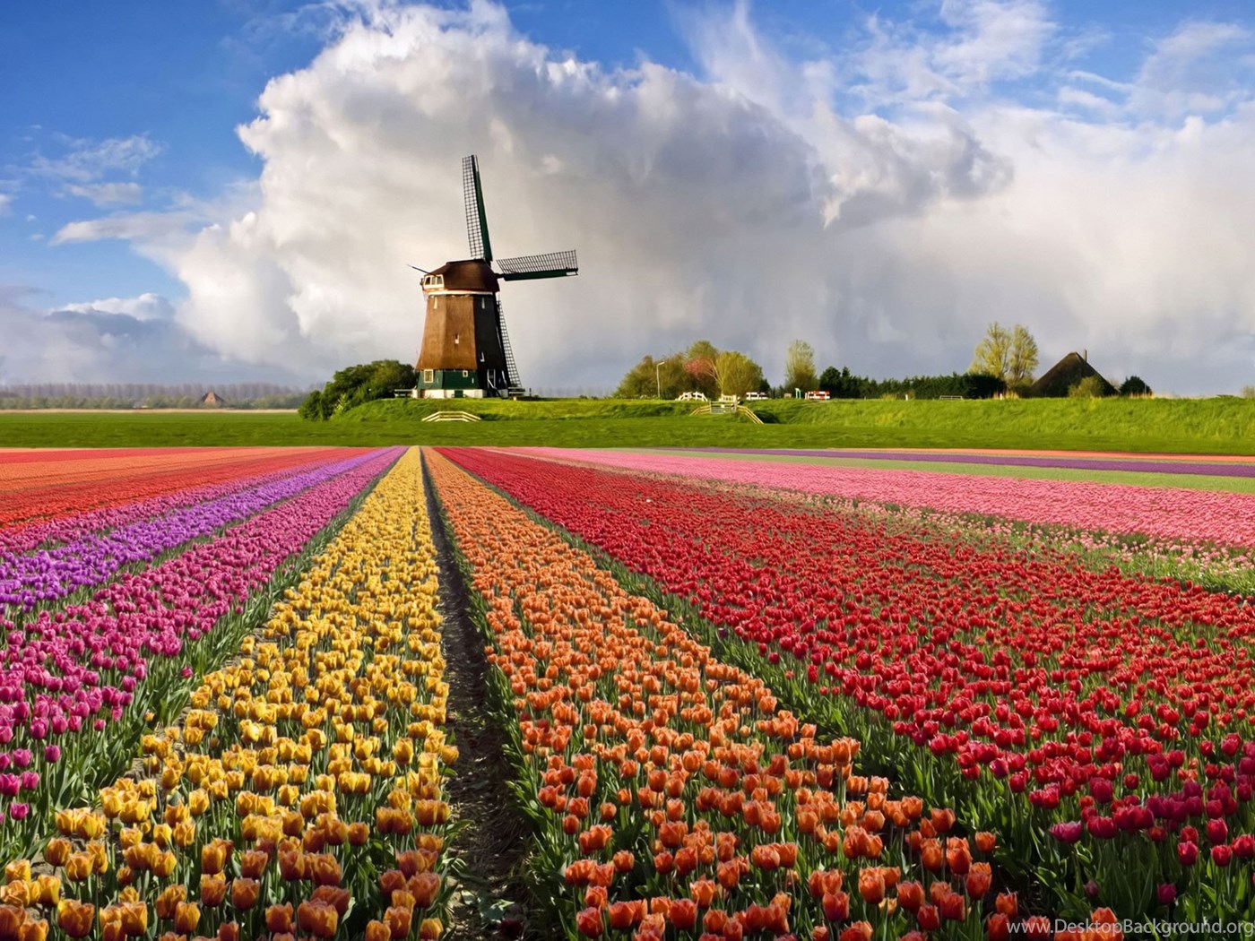 راهنمای سفر به هلند سرزمین لاله ها و آسیاب های بادی