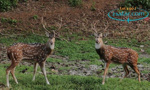 2safar