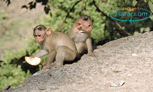2safar