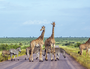 آفریقای جنوبی