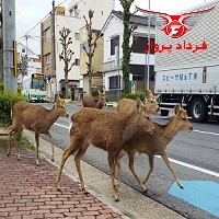 ورود حیوانات در شهرهای قرنطینه