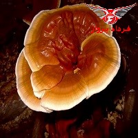 قارچ گانودرما - درمان کرونا ویروس