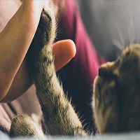 گربه خانگی در بریتانیا کرونا گرفت