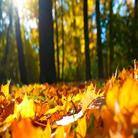 نکاتی برای سلامتی در فصل پاییز