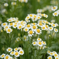 چای بابونه بخورید