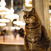 محبوب ترین گربه ایاصوفیه درگذشت