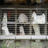 کشته شدن راسو ها به خاطر کرونا
