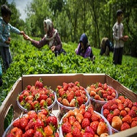 فصل برداشت توت فرنگی در روستای توریور